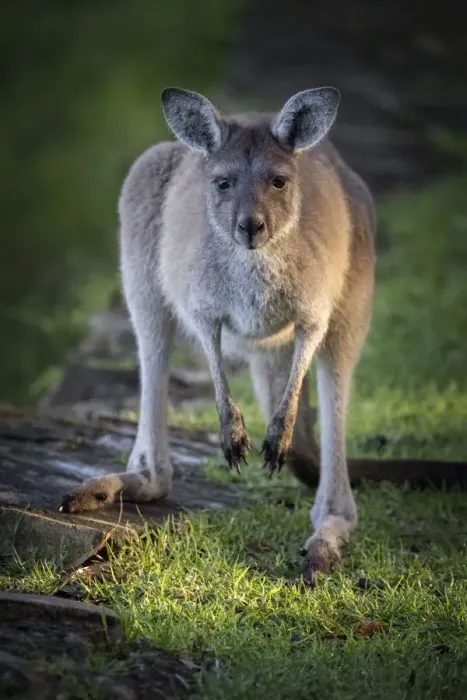 Framed Print : Western Grey Kangaroo Framed Print : Western Grey Kangaroo