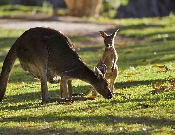 Western Grey Kangaroo female with Joey