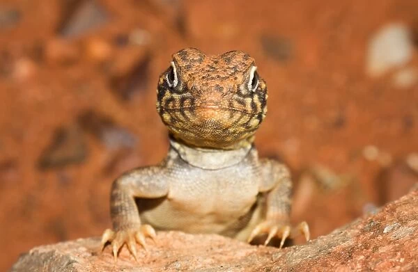 Western Netted Dragon