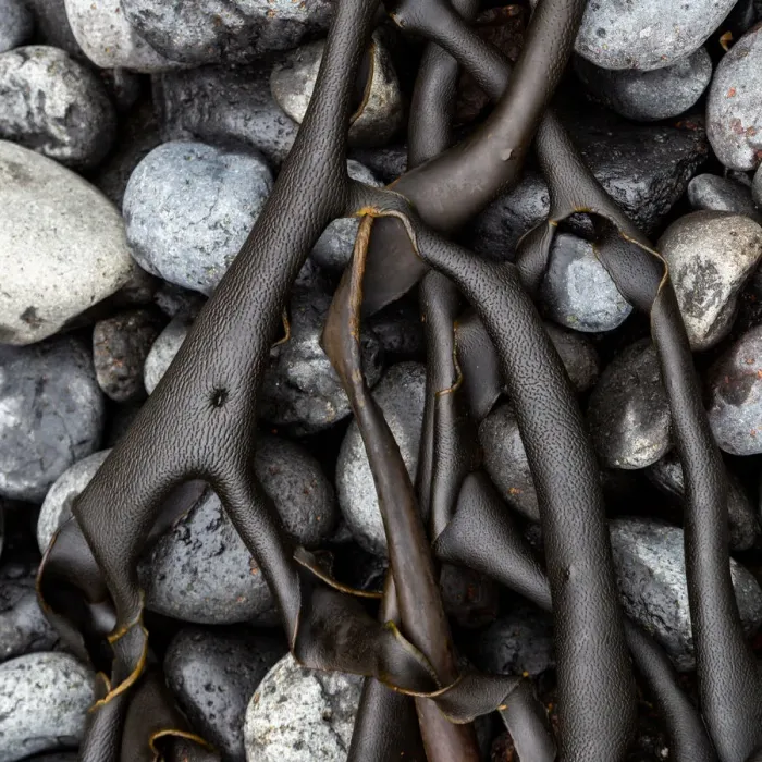 Framed Print : Wet Volcanic Rocks with seaweed