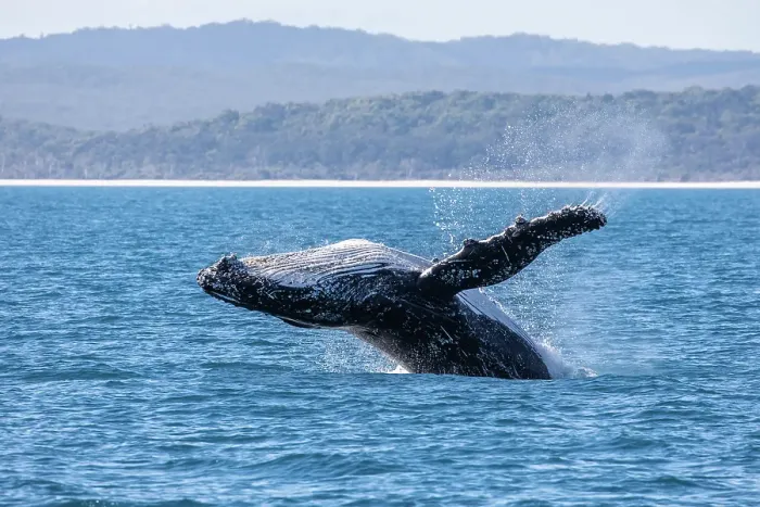 Framed Print : Whale Breach