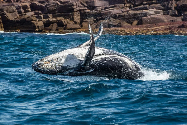 Whale Playing and Splashing in the Ocean