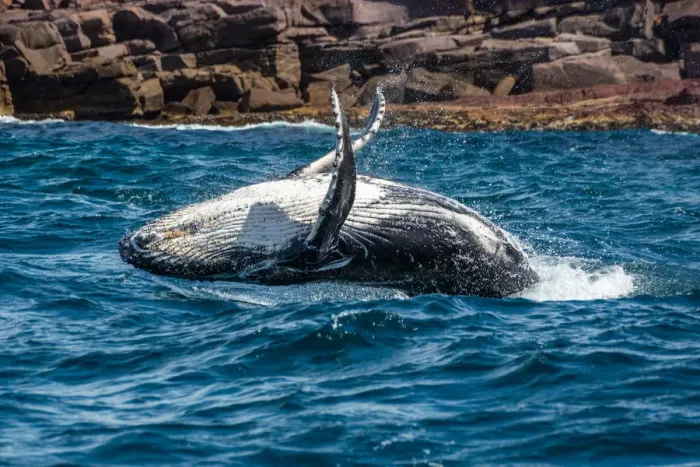 Framed Print : Whale Playing and Splashing in the Ocean Framed Print : Whale Playing and Splashing in the Ocean