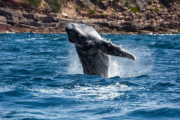 Whale Playing and Splashing in the Ocean
