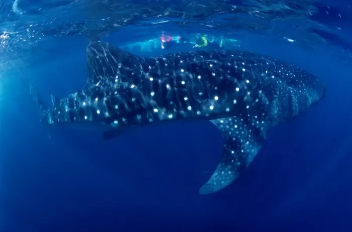Framed Print : Whale Shark Framed Print : Whale Shark