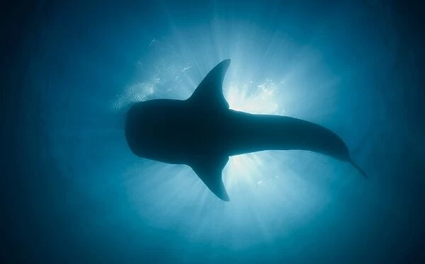 Whale Shark Blocking the Sun