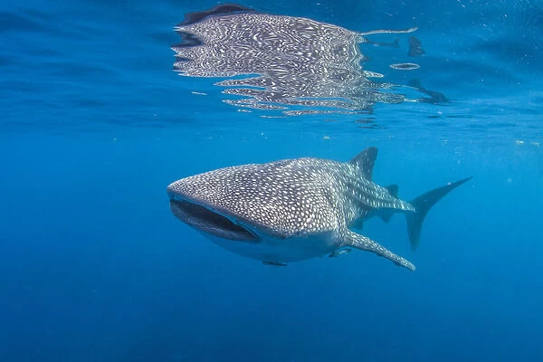 Whale Shark Refelction on the Surface