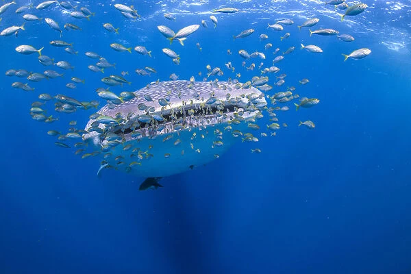whale shark with squadron