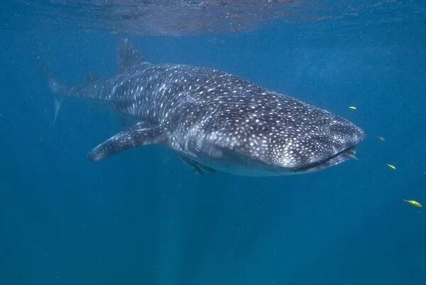 Whale shark in western Australia, Ningaloo