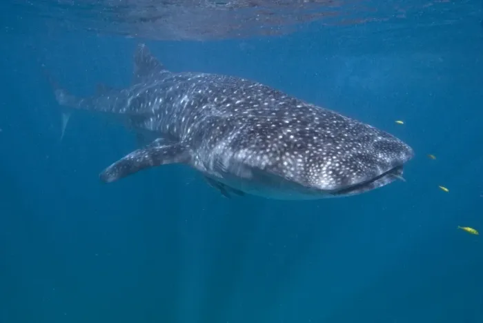 Framed Print : Whale shark in western Australia, Ningaloo