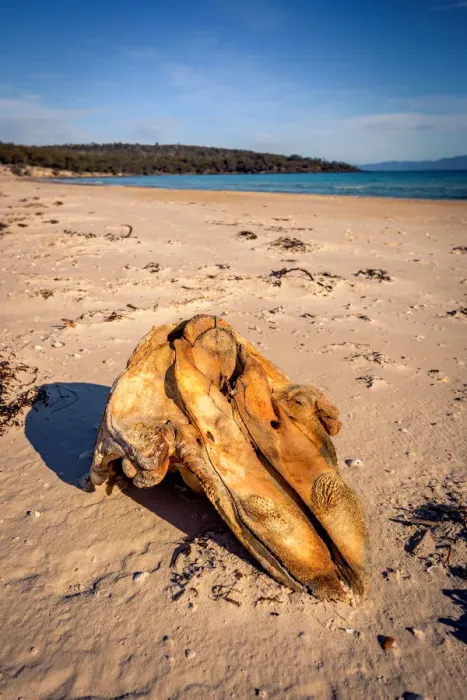 Framed Print : Whale skull at Coocks Beach, Freycinet National Park, Tasmania