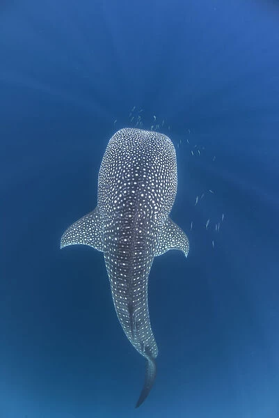 Whaleshark Swimming up