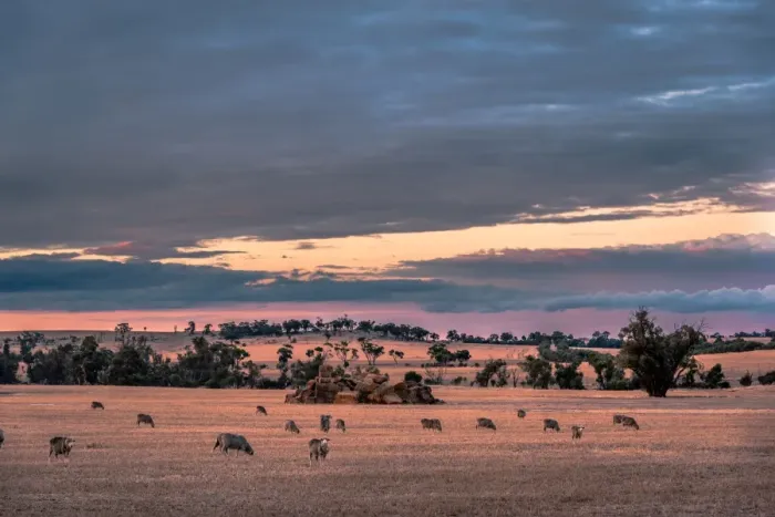 Framed Print : Wheatbelt Region Scenery