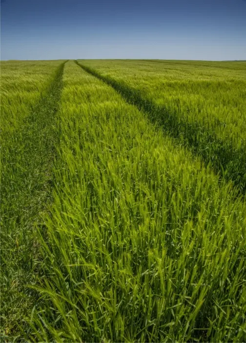 Framed Print : Wheel tracks in a Barley field, Dorset, England, United Kingdom