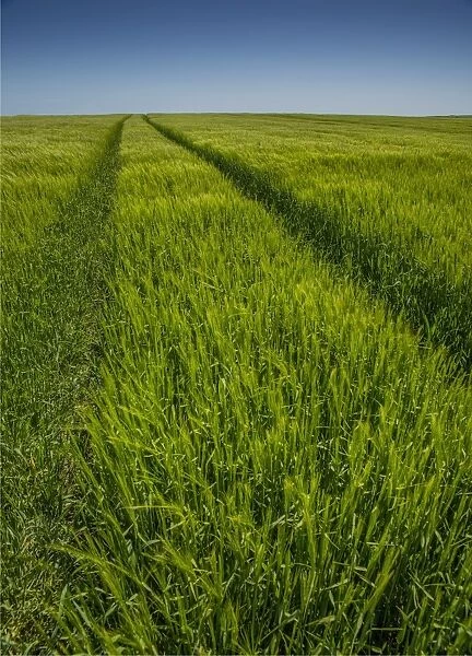 Wheel tracks in a Barley field, Dorset, England, United Kingdom