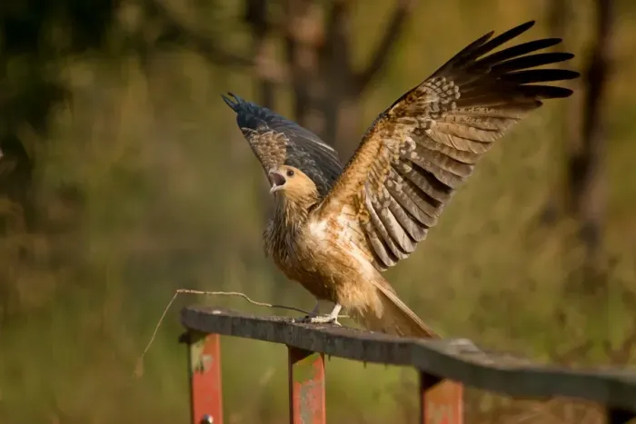 Framed Print : Whistling kite