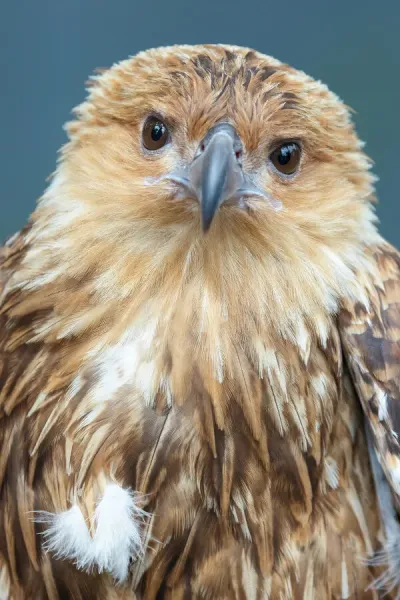 Whistling Kite (Haliastur sphenurus) Bird of prey Australia