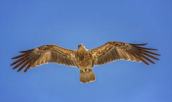 Whistling Kite -Haliastur sphenurus- in flight, Northern Territory, Australia
