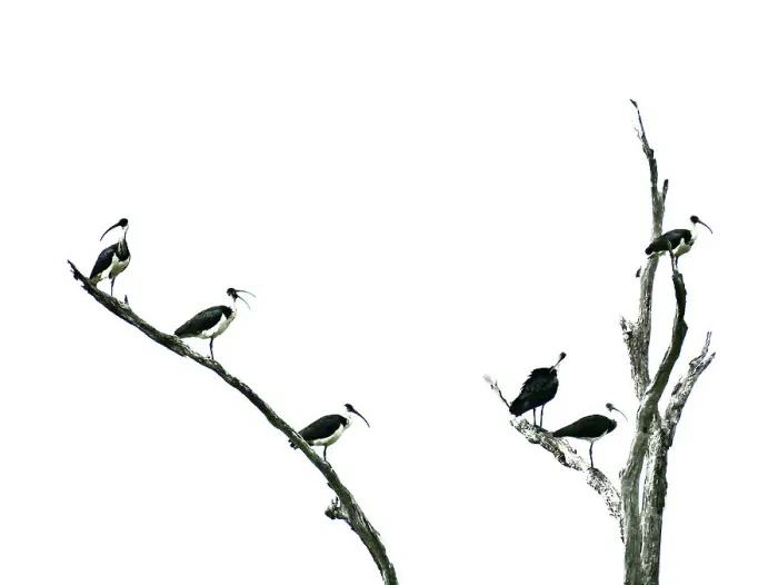 Framed Print : White Australian Ibis Framed Print : White Australian Ibis