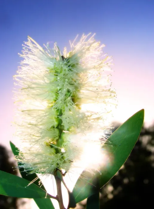 Framed Print : White Bottle Brush Framed Print : White Bottle Brush