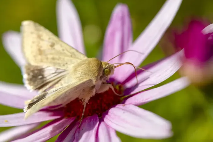 Framed Print : White Butterfly on a pink daisy