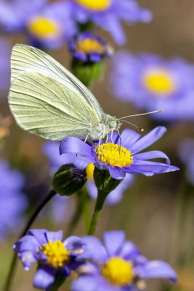 White Cabbage Butterfly on Marguerite Daisies