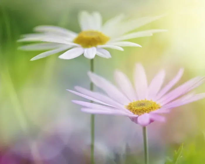 Framed Print : Two white daisies