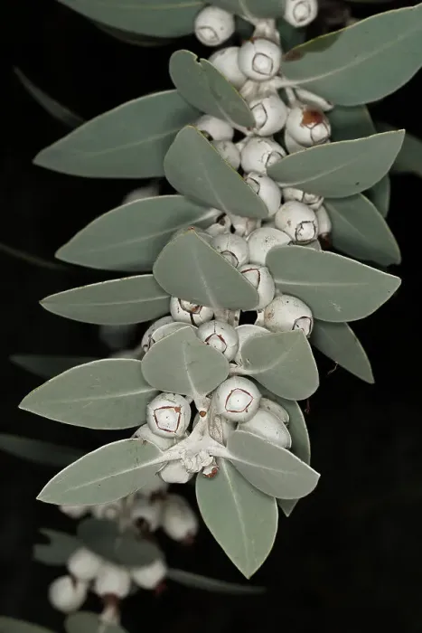 Framed Print : White Eucalyptus Gum Nuts
