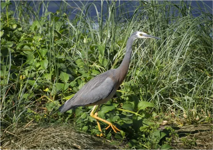 Framed Print : White faced Grey Heron, Lord Howe Island, New South Wales, Australia Framed Print : White faced Grey Heron, Lord Howe Island, New South Wales, Australia