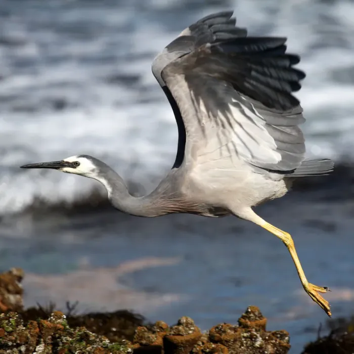 Framed Print : White faced heron Framed Print : White faced heron