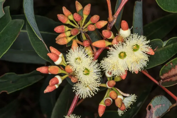Framed Print : White flowering Eucalyptus Framed Print : White flowering Eucalyptus