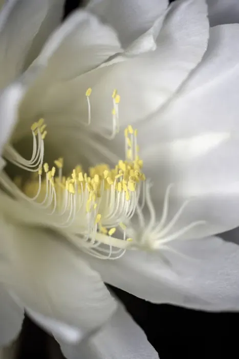 Framed Print : White flowering Orchid Cactus also known as Queen of the night Cactus