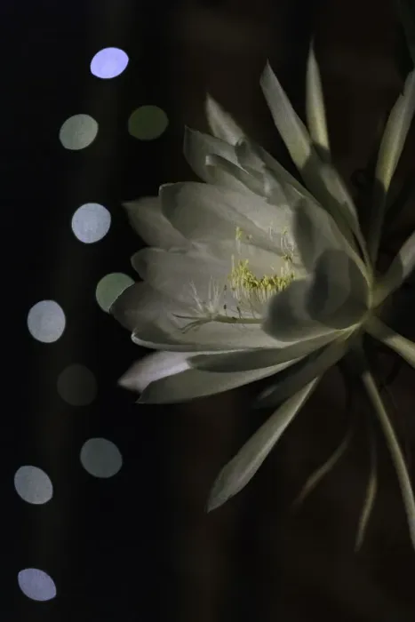 Framed Print : White flowering Orchid Cactus also known as Queen of the night Cactus