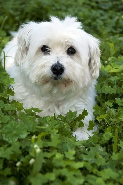 White fluffy dog sitting in green clover