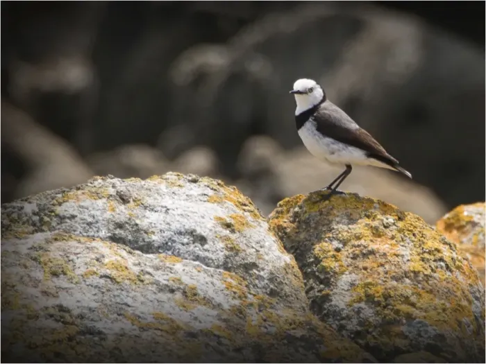 Framed Print : White fronted Chat, King Island, Bass Strait, Tasmania, Australia