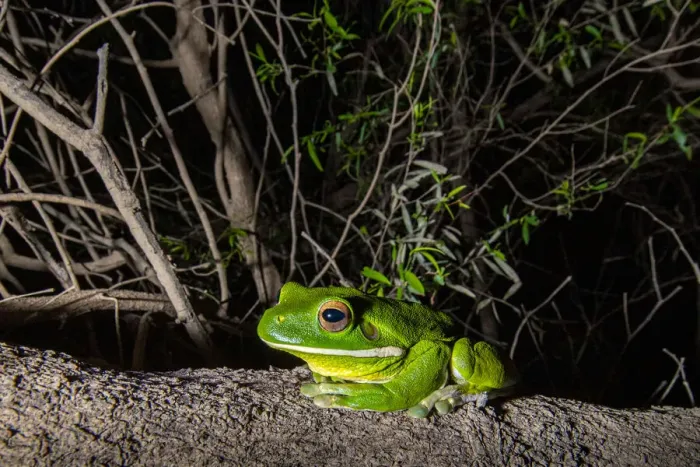 Framed Print : White lipped tree frog
