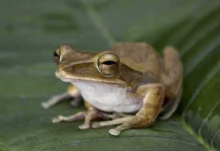 Framed Print : White-lipped treefrog (Polypedates leucomystax) Framed Print : White-lipped treefrog (Polypedates leucomystax)