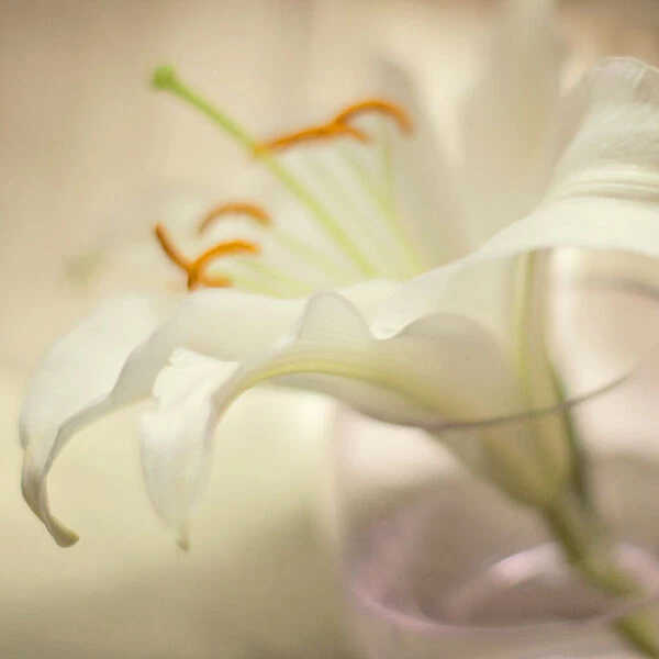 White Oriental lily
