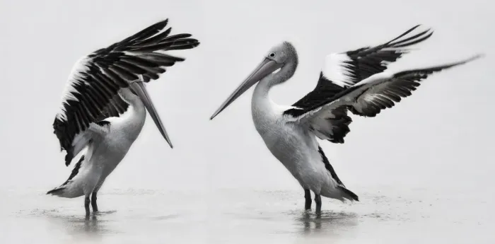 Framed Print : White Pelicans Framed Print : White Pelicans