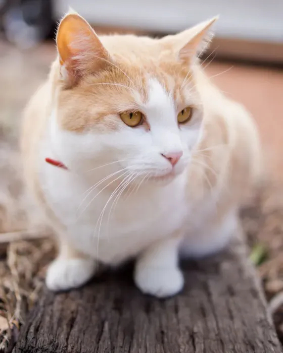 Framed Print : White and reddish cat
