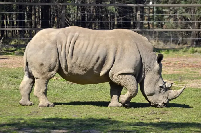 Framed Print : White Rhino Framed Print : White Rhino