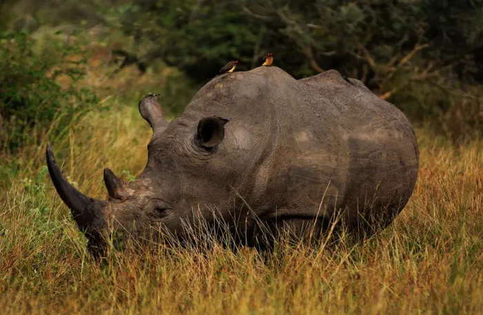 Framed Print : The White Rhino And A Pair Of Oxpeckers, Kruger National Park, South Africa Framed Print : The White Rhino And A Pair Of Oxpeckers, Kruger National Park, South Africa