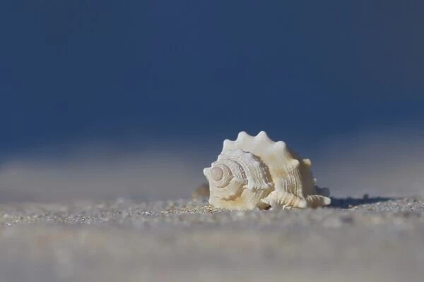 White seashell on beach