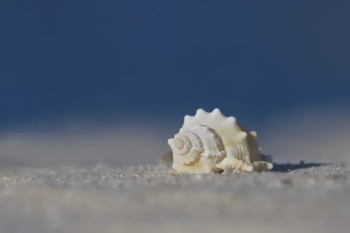 Framed Print : White seashell on beach