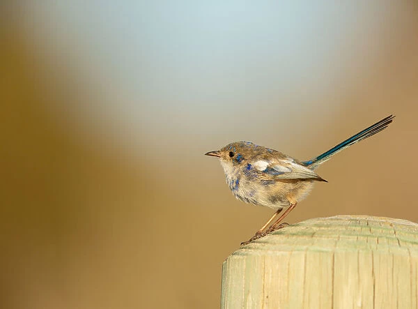 White-winged Fairy-wren on a wooden post