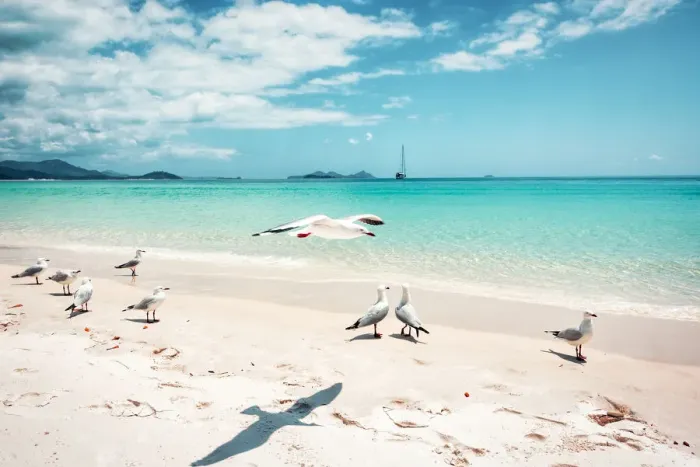 Framed Print : Whitehaven Beach in Whitsunday island, Australia