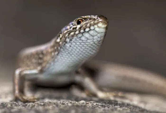 Framed Print : Whites skink Framed Print : Whites skink