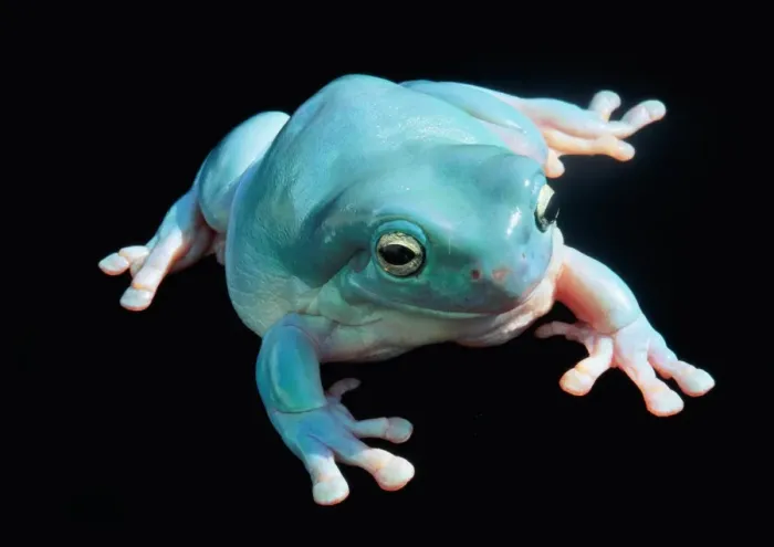 Framed Print : Whites Treefrog or Blue Frog in North & East Australia