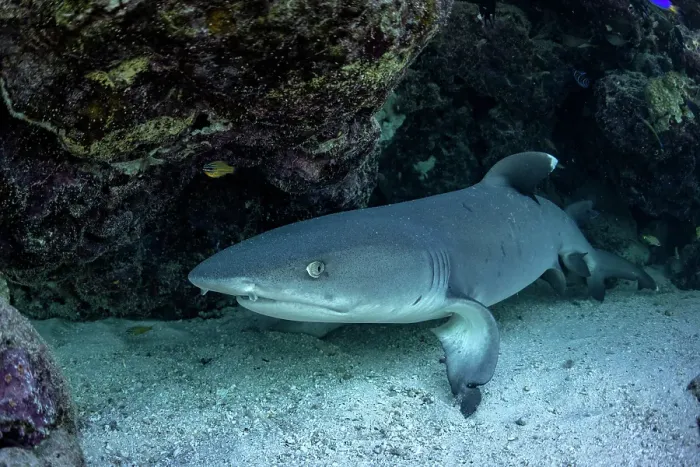 Framed Print : Whitetip reef shark under a coral ledge Framed Print : Whitetip reef shark under a coral ledge