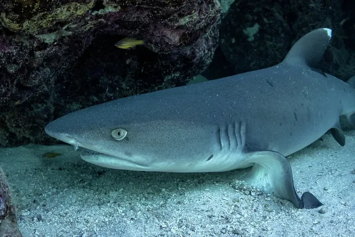 Framed Print : Whitetip reef shark under a coral ledge Framed Print : Whitetip reef shark under a coral ledge